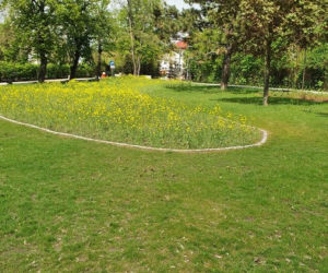 Bydgoszcz walczy z suszą. Miasto kosi tylko tam, gdzie trzeba