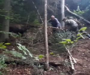 Leśnicy z Dynowa uratowali  sarnę zaplątaną we wnyki [ZDJĘCIA]