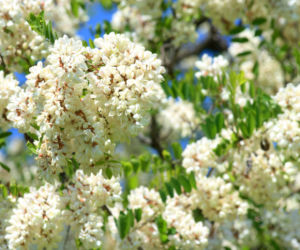 Robinia akacjowa