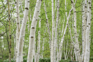 Brzoza papierowa - Betula papyrifera