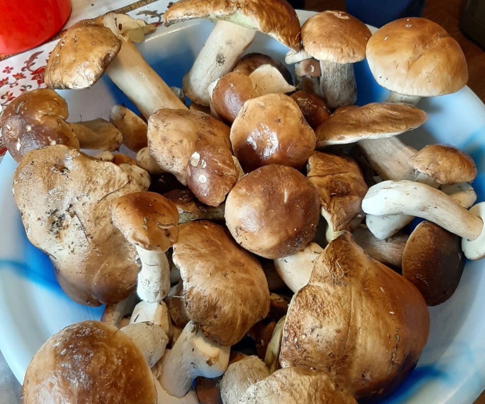 Wysyp grzybów w bydgoskich lasach! Takie okazy zebraliście! [ZDJĘCIA CZYTELNIKÓW]