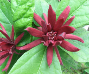 Ten krzew pachnie jak domowa szarlotka. Posadź już teraz, a nornice znikną z twojego ogrodu