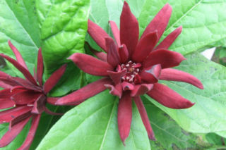 Ten krzew pachnie jak domowa szarlotka. Skutecznie przepędzi szkodniki z twojej działki