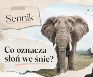Słoń we śnie - co oznacza ten sen? Najczęstsze interpretacje