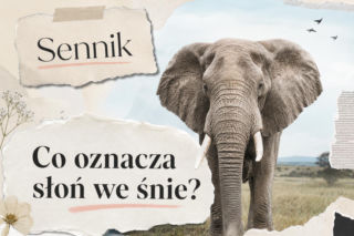 Słoń we śnie - co oznacza ten sen? Najczęstsze interpretacje