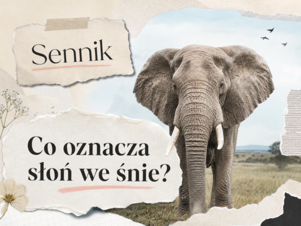 Słoń we śnie - co oznacza ten sen? Najczęstsze interpretacje