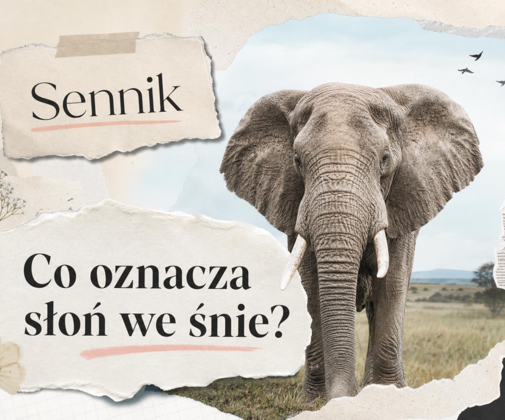 Duży, spokojny słoń na sawannie. Obok napisy Sennik oraz Co oznacza słoń we śnie. O symbolice snów przeczytasz na SE.