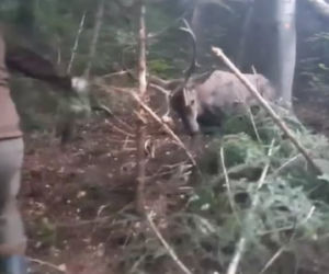 Leśnicy z Dynowa uratowali  sarnę zaplątaną we wnyki [ZDJĘCIA]