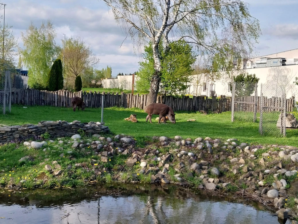 Wiosenny spacer w zamojskim zoo