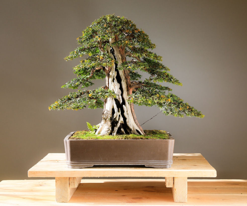 Bonsai