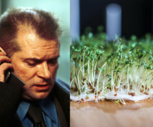 Rzeżuchy które wyglądają jak Krzysztof Rutkowski i jego legendarne fryzury