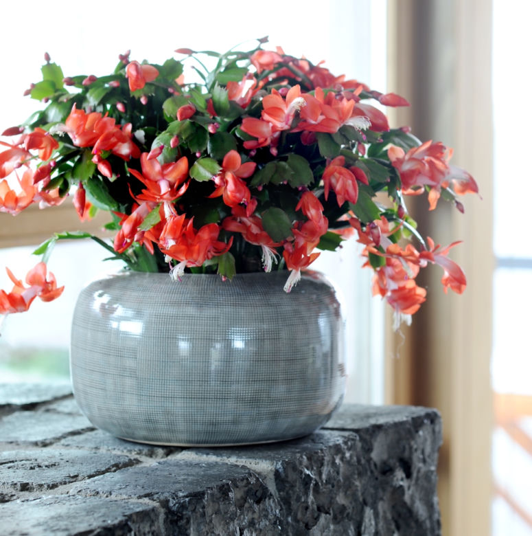 schlumbergera