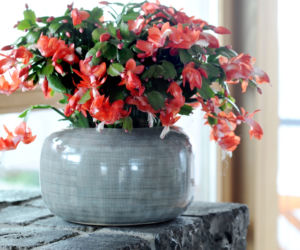 schlumbergera