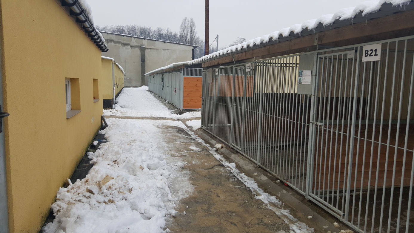 Sosnowieckie schronisko ma nową szczeniakarnię i kociarnię