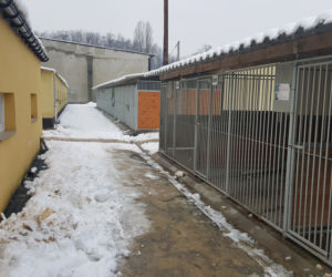 Sosnowieckie schronisko ma nową szczeniakarnię i kociarnię