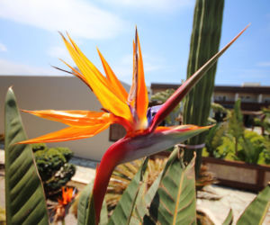 Jak dbać o strelicję królewską? Poznaj sekret jej uprawy!