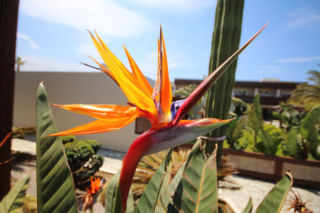 Dlaczego strelicji królewskiej żółkną i usychają liście? Odpowiada ekspert