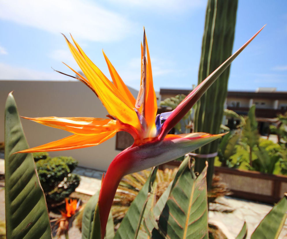 Jak dbać o strelicję królewską? Poznaj sekret jej uprawy!