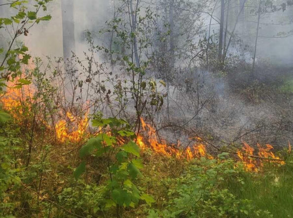 Rafał chciał zostać strażakiem. Teraz 37-latek odpowie za seryjne podpalenia lasów