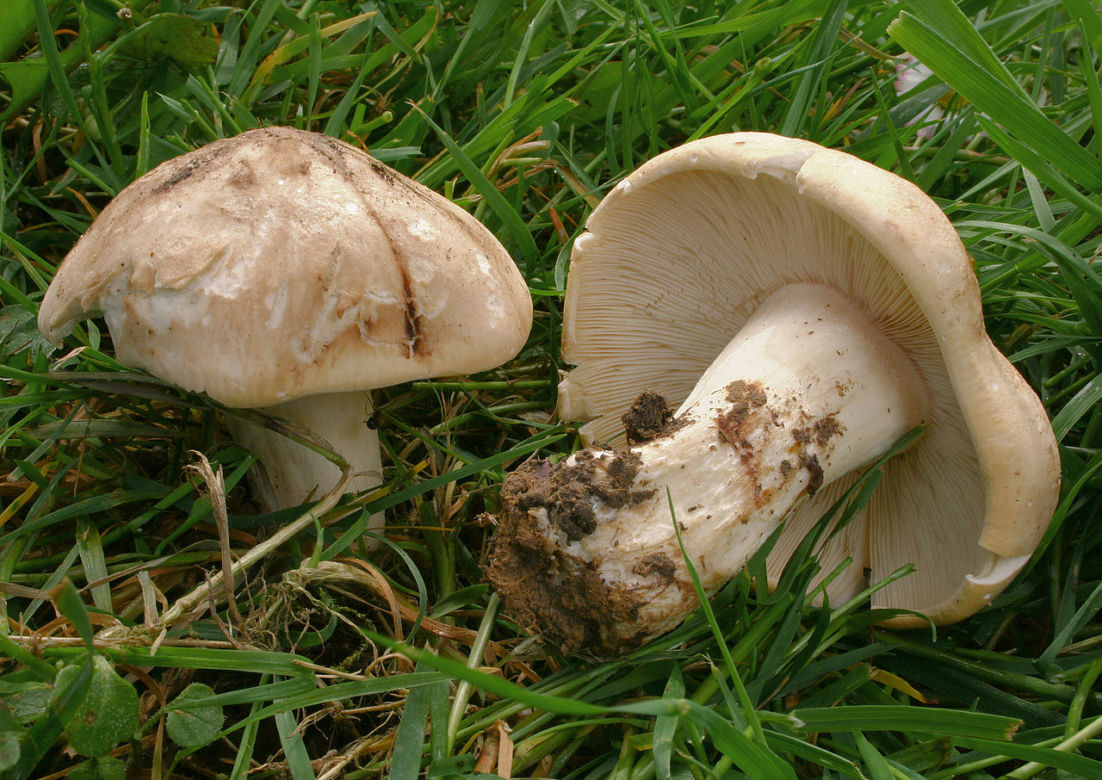 Gąska wiosenna