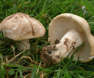 Gąska wiosenna