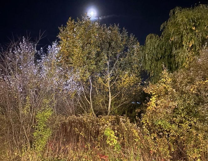 Bohaterski pies z Wrocławia uratował swojego 71-letniego pana