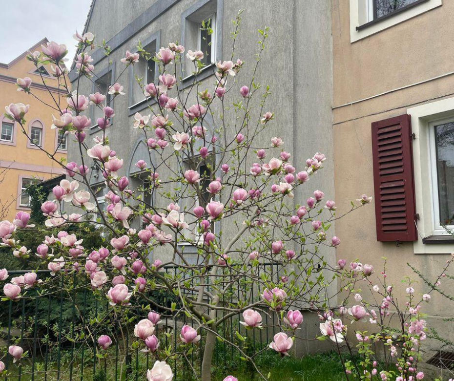 Szlak magnolii w Szczecinie