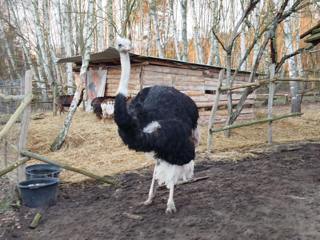 Chciał zobaczyć strusia, skatował go na śmierć.