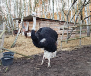 Chciał zobaczyć strusia, skatował go na śmierć.