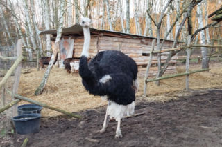 Chciał zobaczyć strusia, skatował go na śmierć.