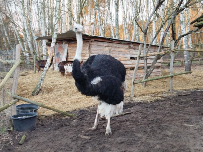 Chciał zobaczyć strusia, skatował go na śmierć.
