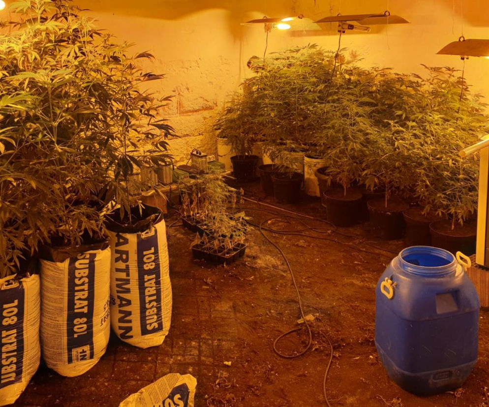 Szczucin. Plantacja marihuany na około 500 krzewów ZLIKWIDOWANA, ale było coś jeszcze