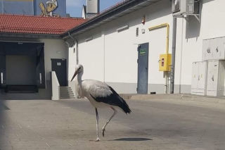 Policjanci pomogli młodemu bocianowi. Ptak stał na przysklepowym parkingu w Jarosławiu [ZDJĘCIA] 