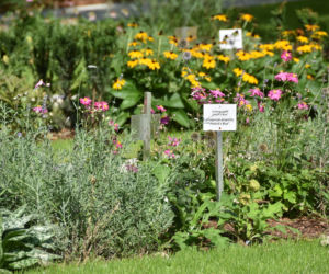 Ogród botaniczny Batorego wrócił do żywych