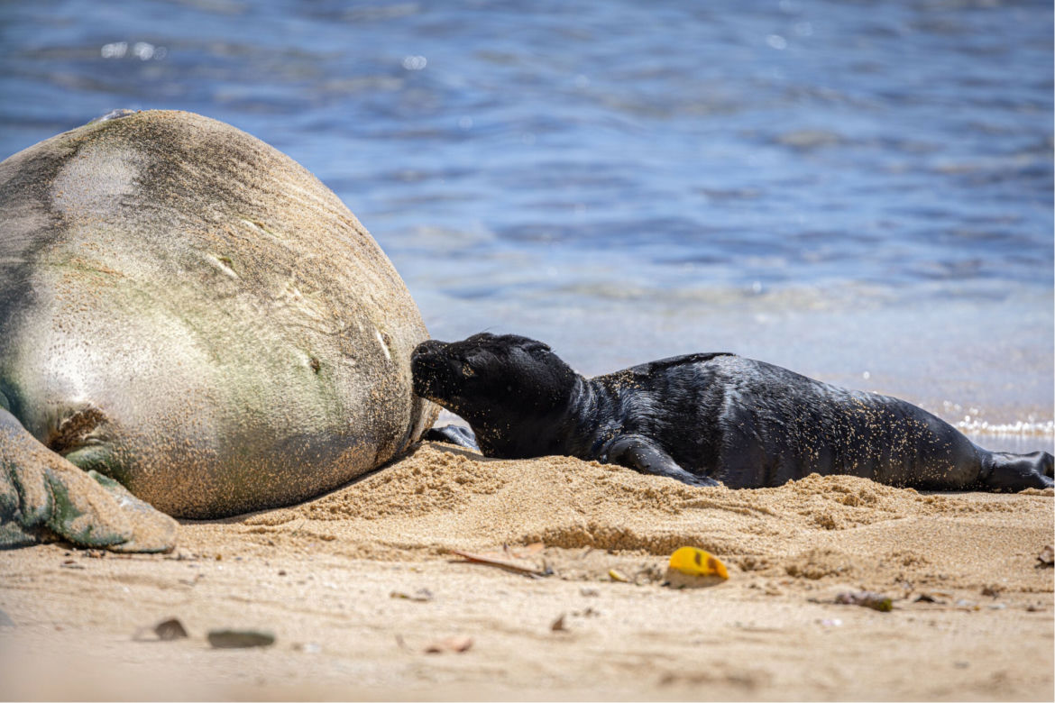 Szczenię foki na hawajskiej plaży 
