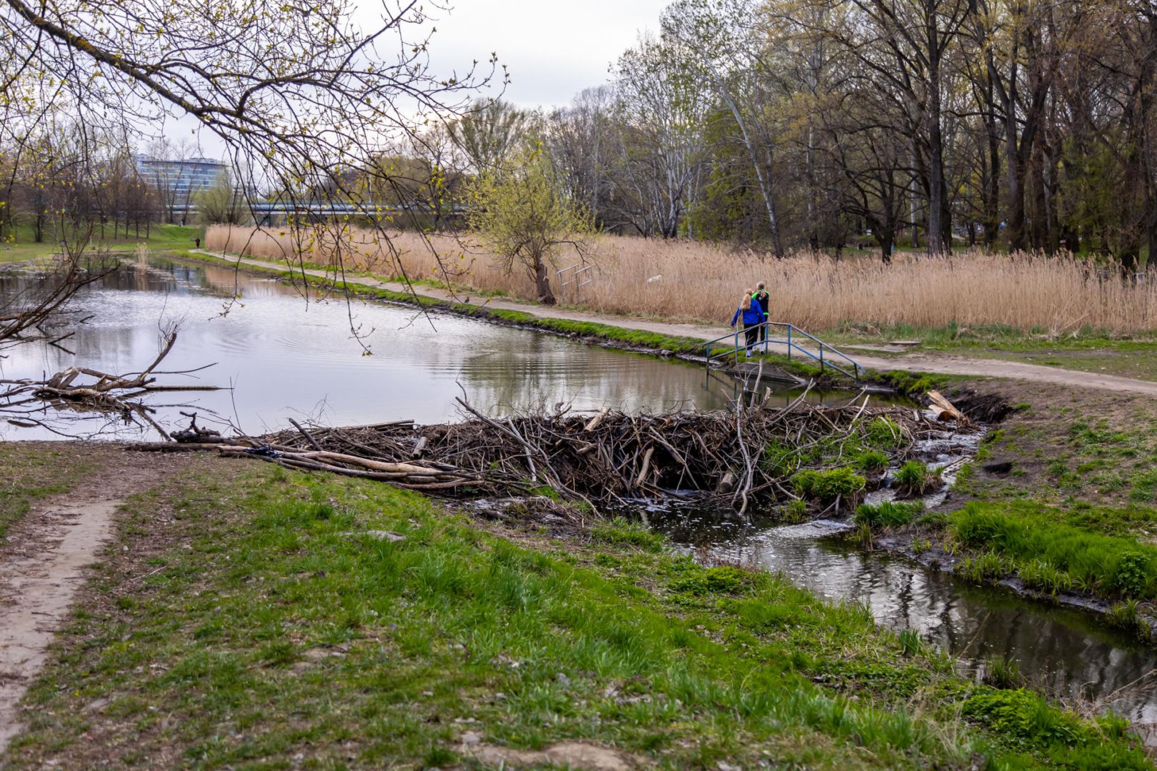 Bobrowe tamy na Potoku Służewieckim w Warszawie