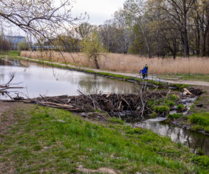 Bobrowe tamy na Potoku Służewieckim w Warszawie