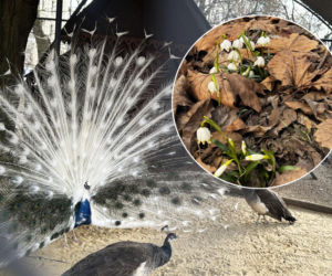 Jeden z najstarszych parków w Polsce budzi się do życia. Wiosna w Parku Saskim w Lublinie