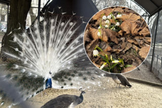 Jeden z najstarszych parków w Polsce budzi się do życia. Wiosna w Parku Saskim w Lublinie