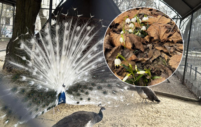 Jeden z najstarszych parków w Polsce budzi się do życia. Wiosna w Parku Saskim w Lublinie