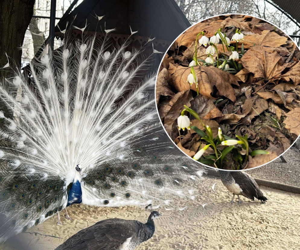 Park Saski w Lublinie budzi się do życia. Wkrótce skończy 189 lat