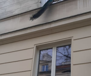 Paw na Nowym Świecie. Dzień wcześniej spacerował po Śródmieściu [ZDJĘCIA]