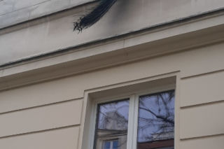 Warszawa: Paw na Nowym Świecie. Dzień wcześniej uciekał Śródmieściem [ZDJĘCIA]