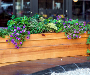 Rośliny w drewnianej skrzyni