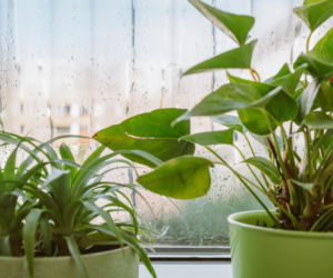 Postaw tę roślinę na parapecie w sypialni. Wchłonie całą wilgoć z okien w jedną noc. Sposób na wilgoć w oknach 