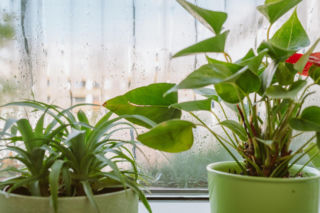 Postaw tę roślinę na parapecie w sypialni. Wchłonie całą wilgoć z okien w jedną noc. Sposób na wilgoć na oknach 