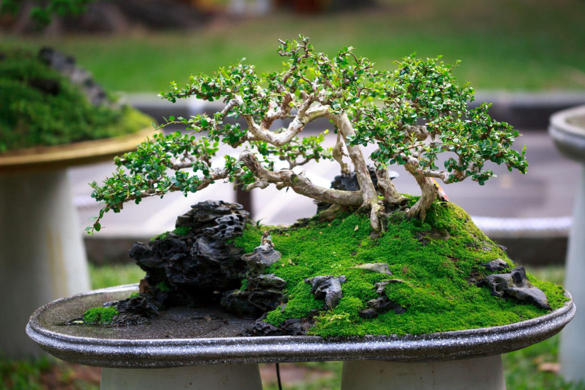 Drzewko bonsai