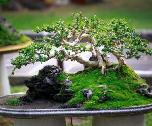 Drzewko bonsai