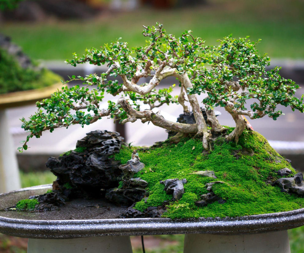 Drzewko bonsai