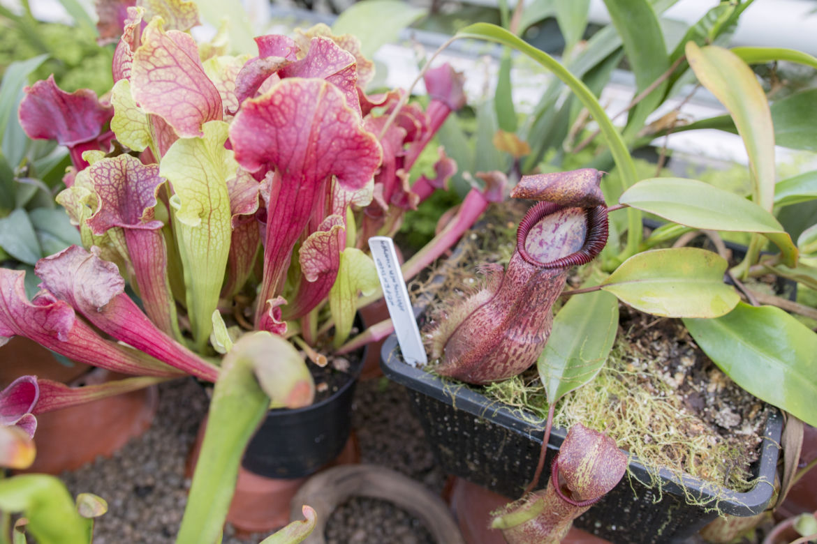 Wystawa Roślin Owadożernych w Ogrodzie Botanicznym